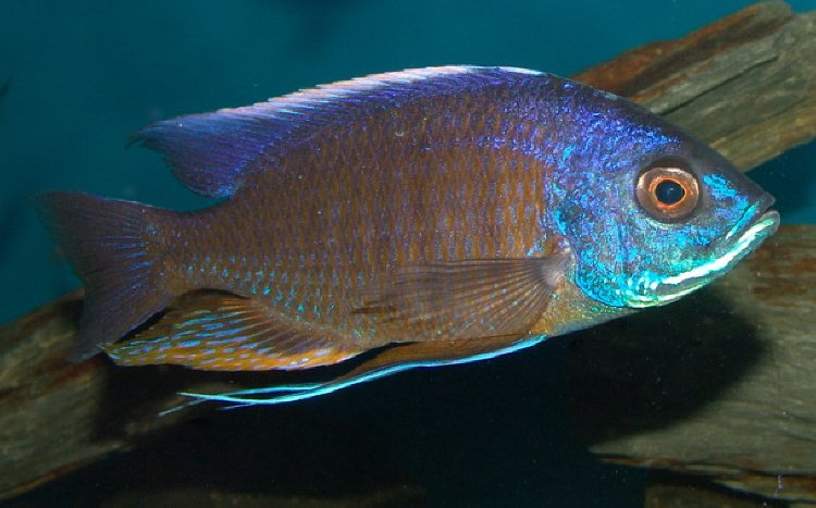 акваріумна рибка Copadichromis_borleyi
