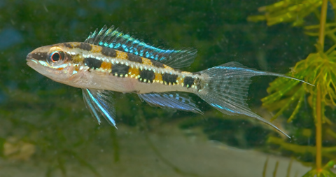 рибка Dicrossus filamentosus