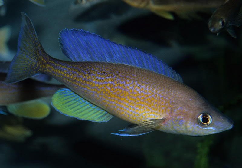 Cyprichromis pavo_рибки